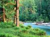 Big Leaf Maple Trees along the Quinault River